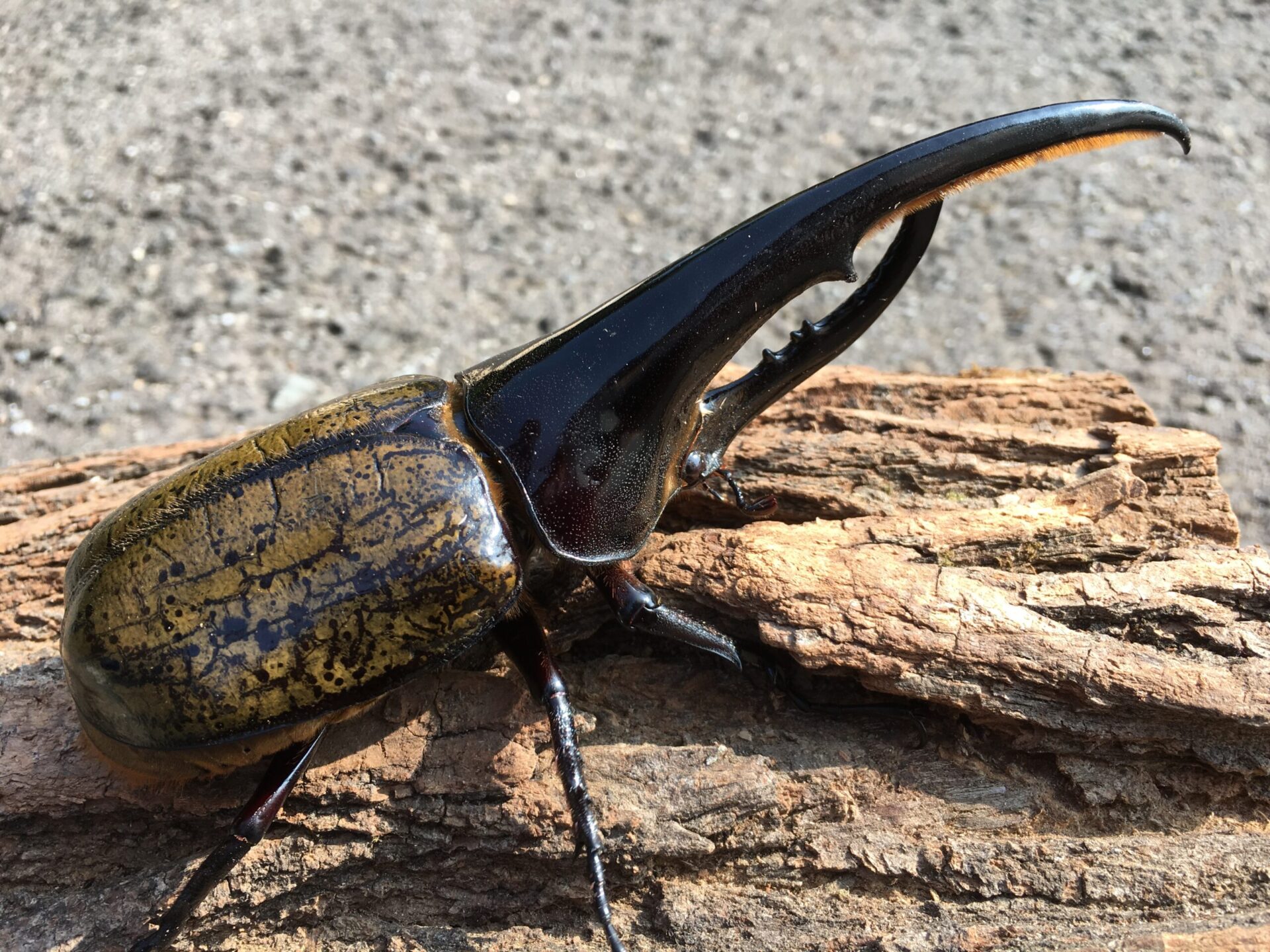 秋田から、カブトムシで世界の食料不足を解決