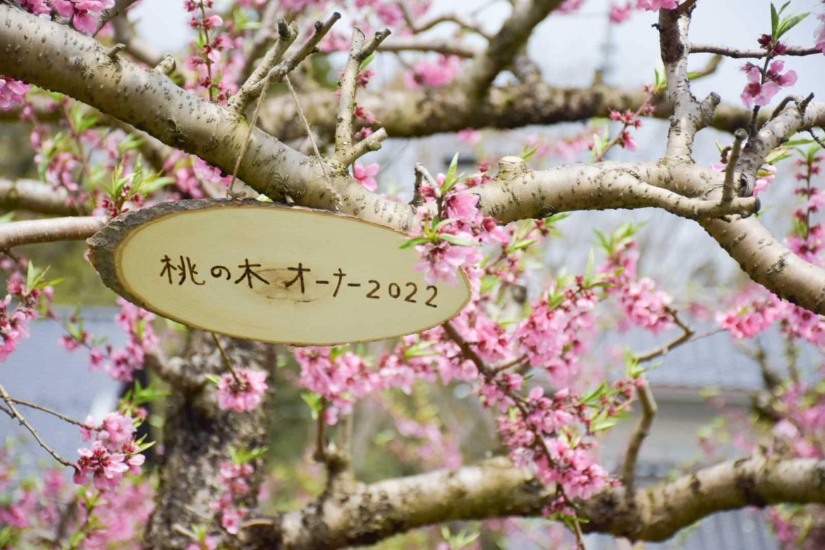 桃の木」で地域と人を結ぶ私の働き方
